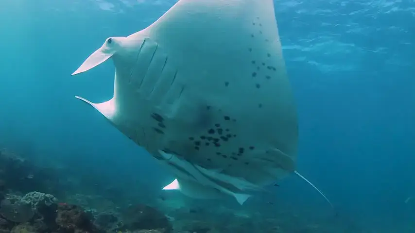 A large manta ray with black spots swims gracefully underwater above a coral reef in clear blue ocean water.