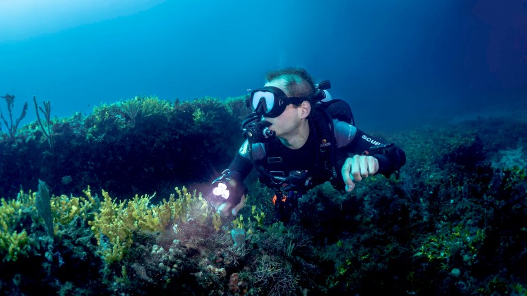 A scuba diver in full kit explores an underwater coral reef, shining a torch on the colourful marine plants and rocks, with blue water and seaweed visible in the background.
