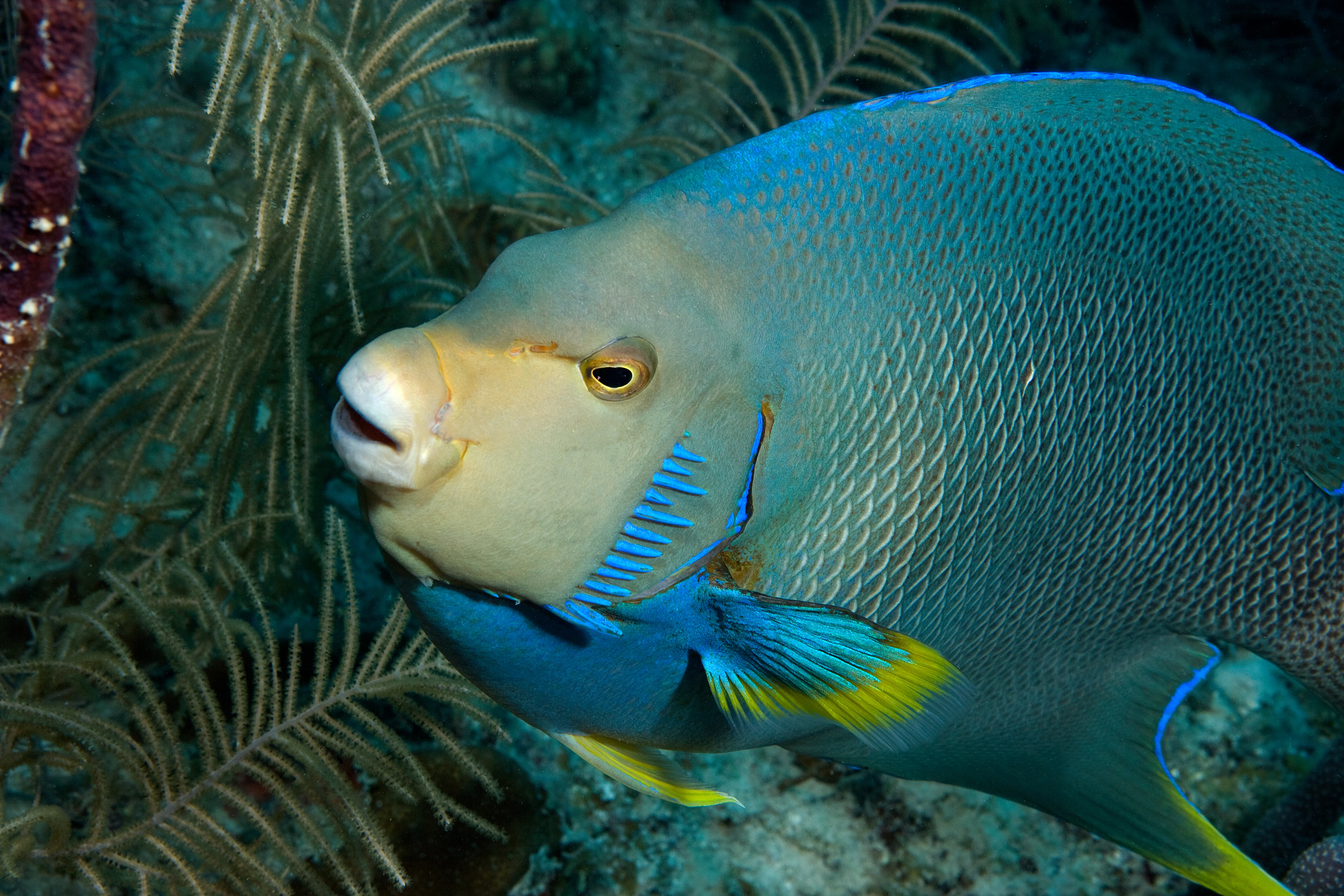 Blue angelfish on reef. - N9BO℠ | Global Underwater Services Ltd A colourful queen angelfish with blue and yellow markings swims underwater near coral and sea plants in a clear ocean environment.