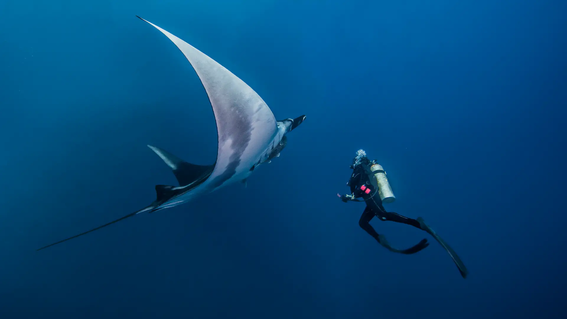 A scuba diver in full kit swims near a large manta ray in deep blue ocean water, both appearing to observe each other calmly.