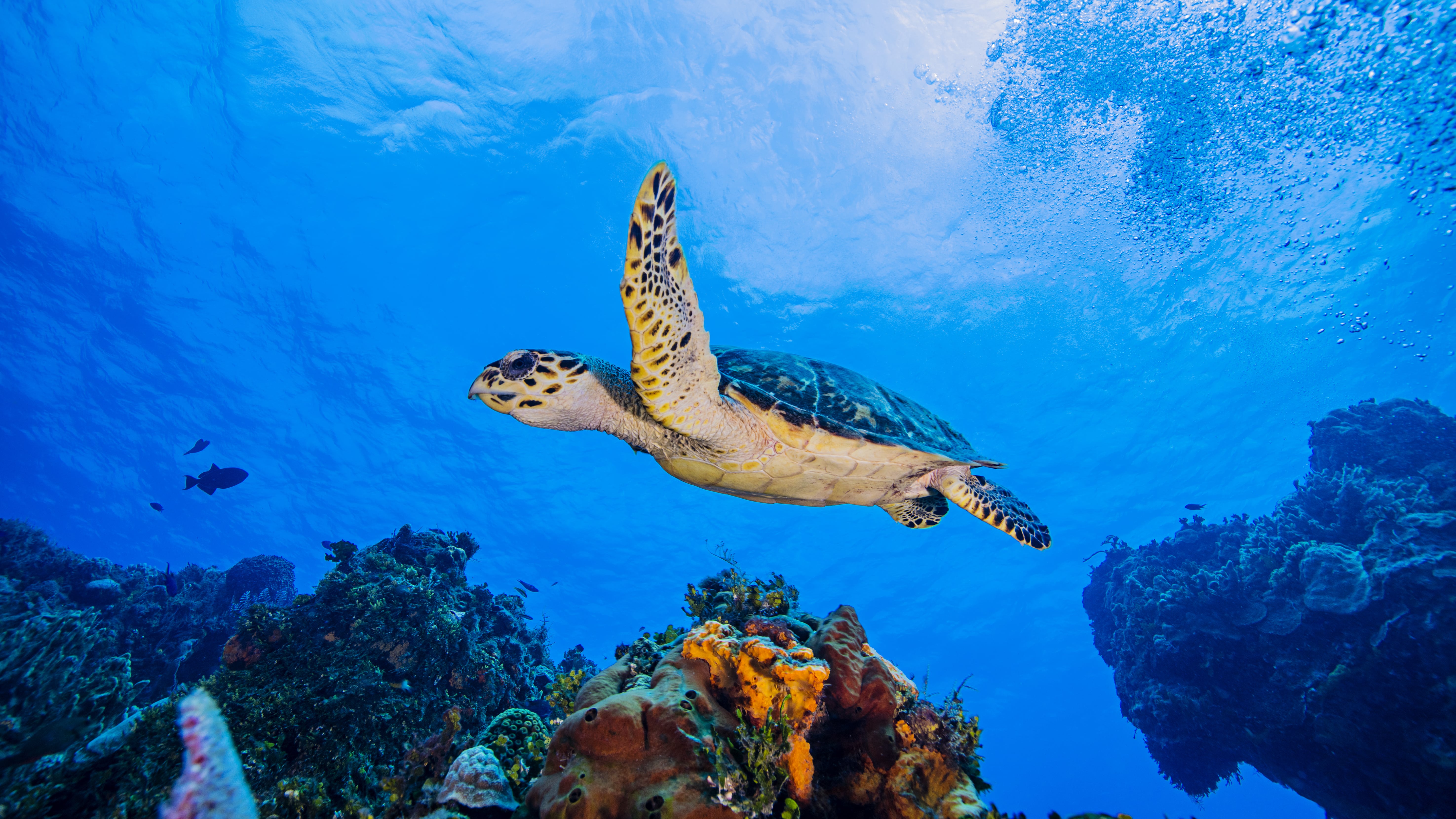 Hawksbill Turtle swimming over coral, Cozumel - N9BO℠ | Global Underwater Services Ltd A sea turtle swims gracefully underwater above colourful coral reefs, surrounded by clear blue water and bubbles rising to the surface.