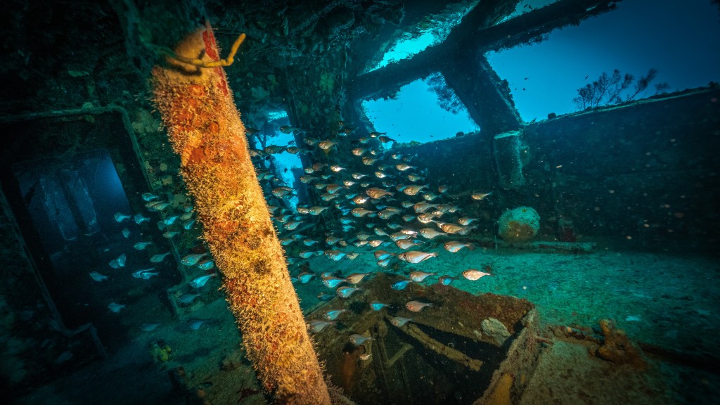 school of fish inside a shipwreck - N9BO℠ | Global Underwater Services Ltd A school of small fish swims inside a sunken shipwreck underwater, surrounded by rusty metal beams and blue light filtering through broken windows.