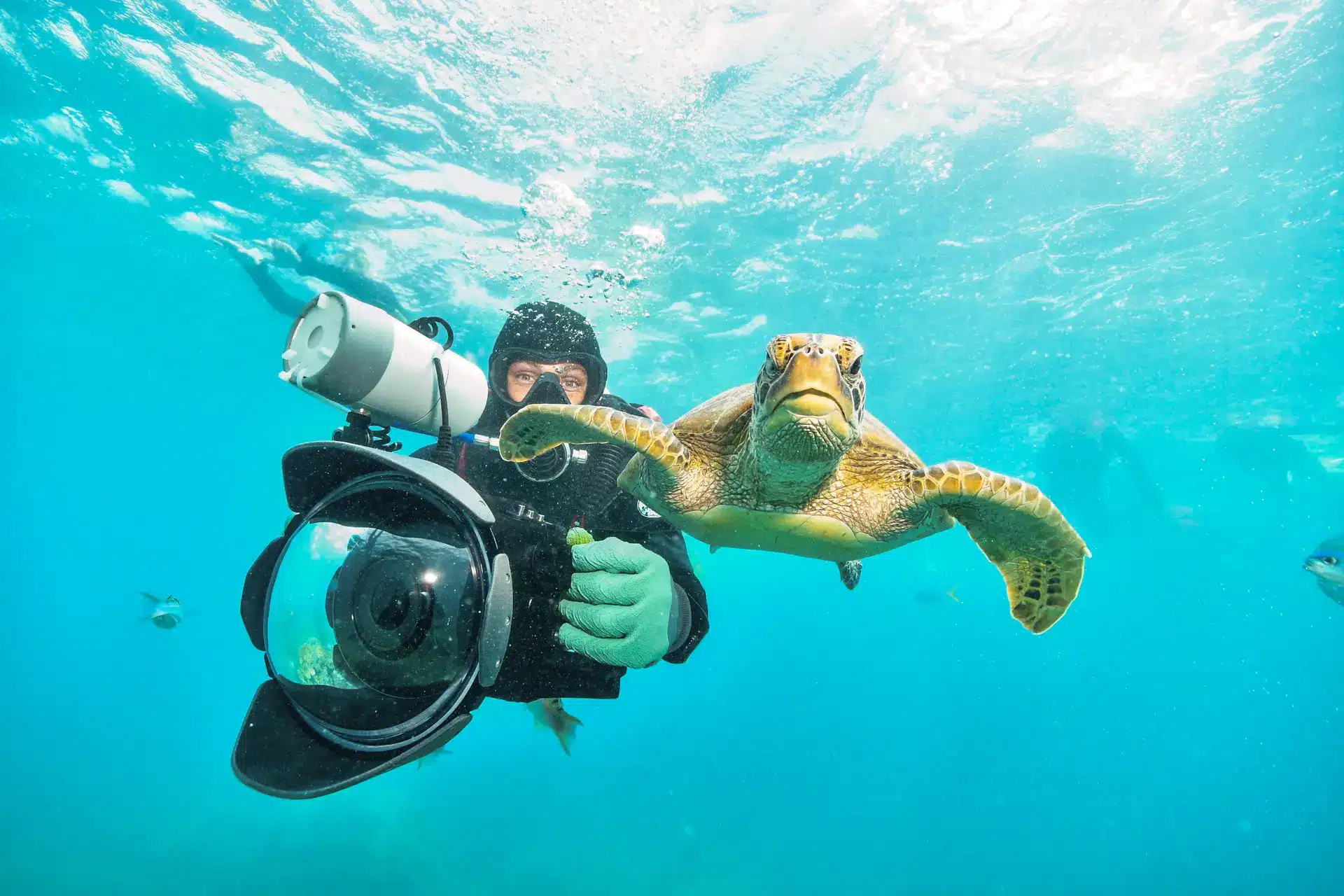 under water photographer diving righ next to turtle - N9BO℠ | Global Underwater Services Ltd A scuba diver with a large underwater camera films a sea turtle swimming close by in clear blue water, surrounded by a few small fish.
