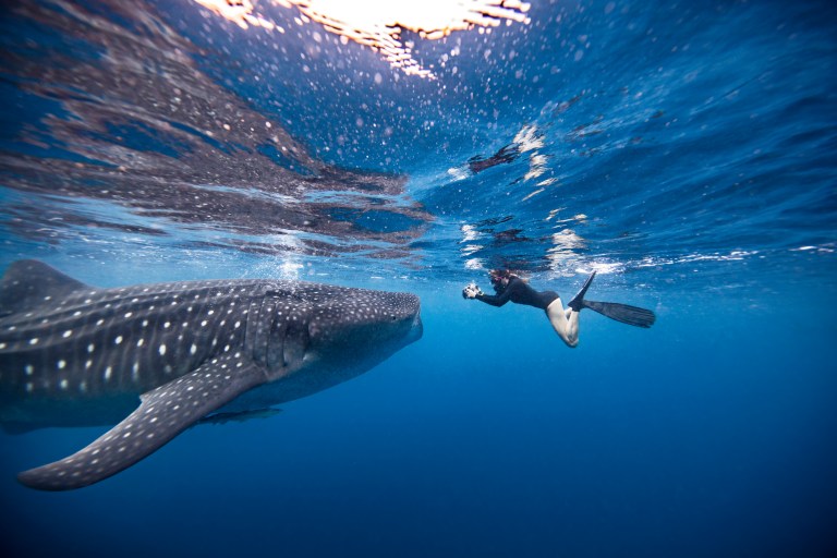 A person wearing snorkelling gear swims near the surface of clear blue water, facing a large whale shark with white spots and stripes. Sunlight is reflected on the water above them.