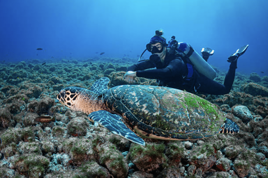 Screenshot 2026-03-15 at 004401 - N9BO℠ | Global Underwater Services Ltd A scuba diver swims underwater above a large sea turtle resting on a rocky, algae-covered seabed, surrounded by clear blue water.