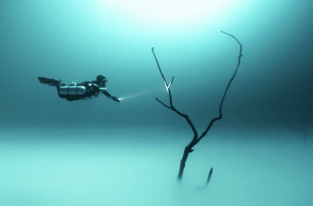 Screenshot 2026-03-16 at 205116 - N9BO℠ | Global Underwater Services Ltd A scuba diver with a torch swims underwater in hazy blue light, illuminating a bare, leafless tree branch that rises from the sandy seabed.
