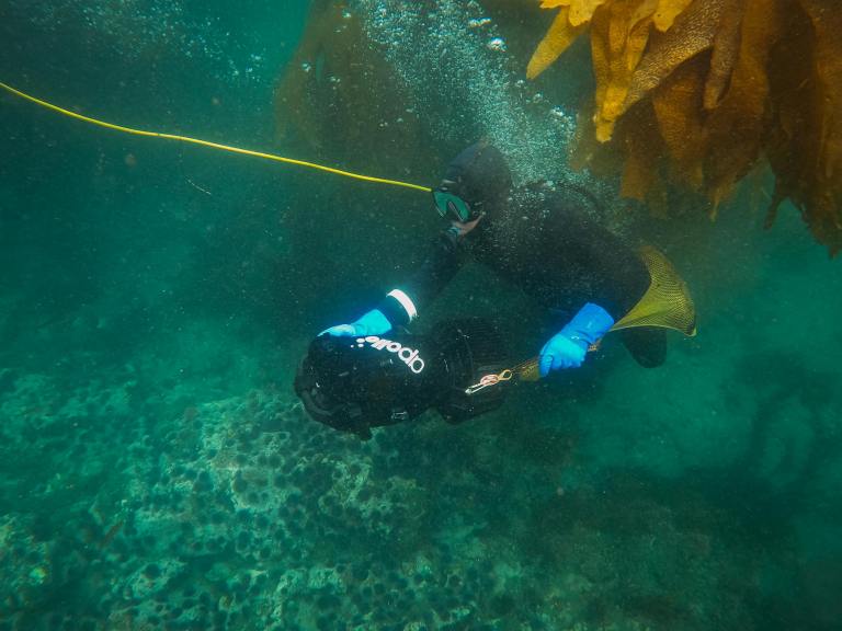 A diver in a wetsuit and blue gloves uses an underwater scooter near a kelp forest, with a yellow safety line visible in the water.