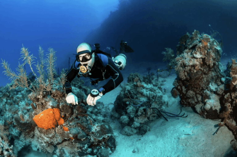 A scuba diver swims underwater near vibrant coral and marine plants on the sea floor, surrounded by clear blue water and sunlight filtering from above.