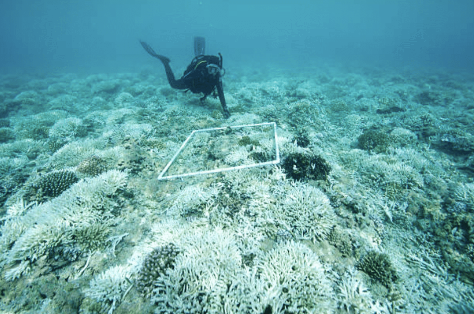 A scuba diver swims above a section of bleached coral reef marked by a white square frame underwater, surrounded by pale, damaged corals.