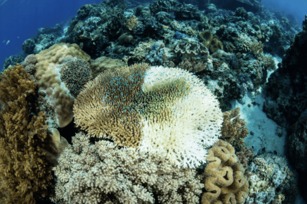 A close-up underwater view of a coral reef, showing healthy colourful corals alongside sections of bleached white coral, highlighting the effects of coral bleaching and marine environmental stress.