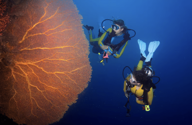 Two scuba divers in wetsuits observe a large, vibrant orange sea fan coral underwater, surrounded by deep blue sea.