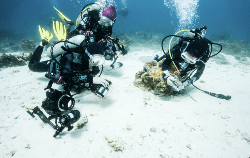 Two scuba divers with cameras and scuba gear observe and photograph a third diver who is examining coral or marine life on the sea bed, surrounded by clear blue water.