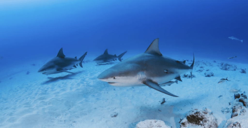 Several sharks swim near the sea floor over sandy terrain, surrounded by clear blue water and some small fish in the background.