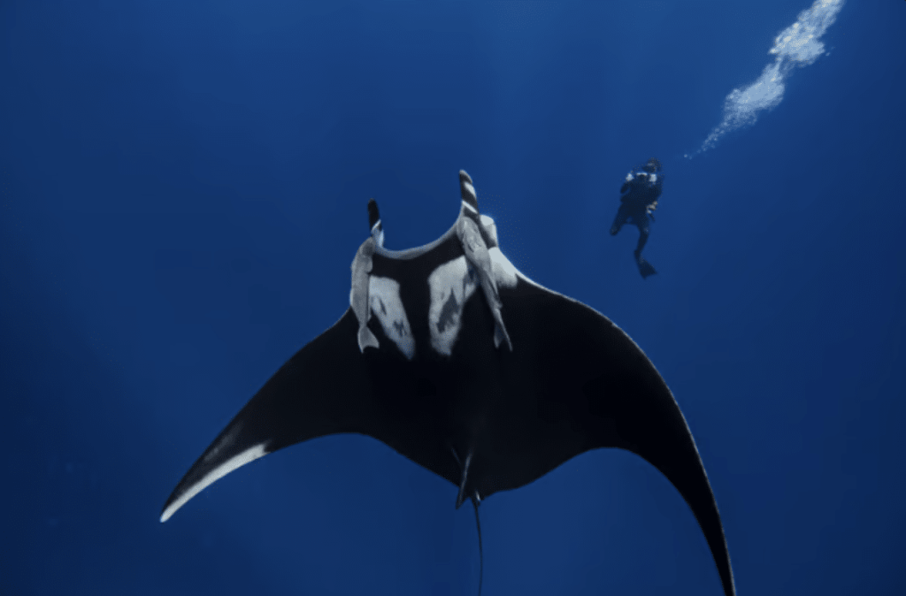 A large manta ray swims underwater with a scuba diver in the background, surrounded by deep blue sea.