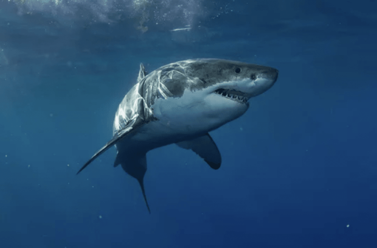 A great white shark swims underwater in the ocean, surrounded by deep blue water with some light filtering from above.