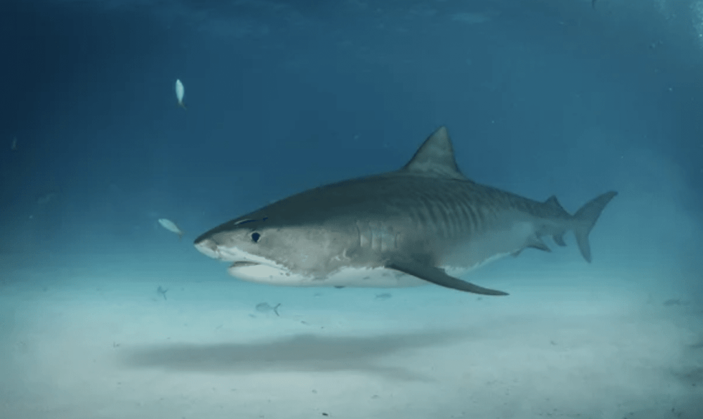 A large tiger shark swims close to the sandy ocean floor in clear blue water, with a few small fish in the background.