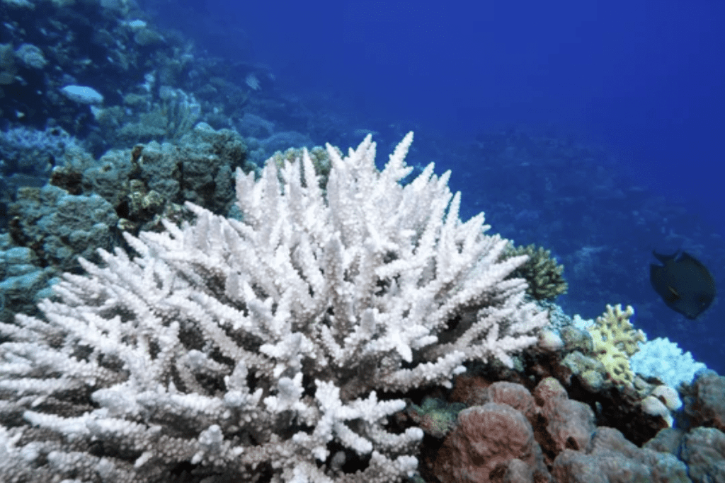 A large section of white, bleached coral stands out among healthy, colourful coral under clear blue ocean water, with a single black fish swimming nearby.