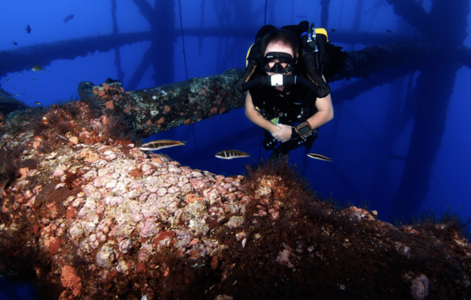 Screenshot 2026-04-01 at 213018 - N9BO℠ | Global Underwater Services Ltd A scuba diver swims near large, rusted underwater metal structures covered in coral and marine life, with several small fish nearby in deep blue water.