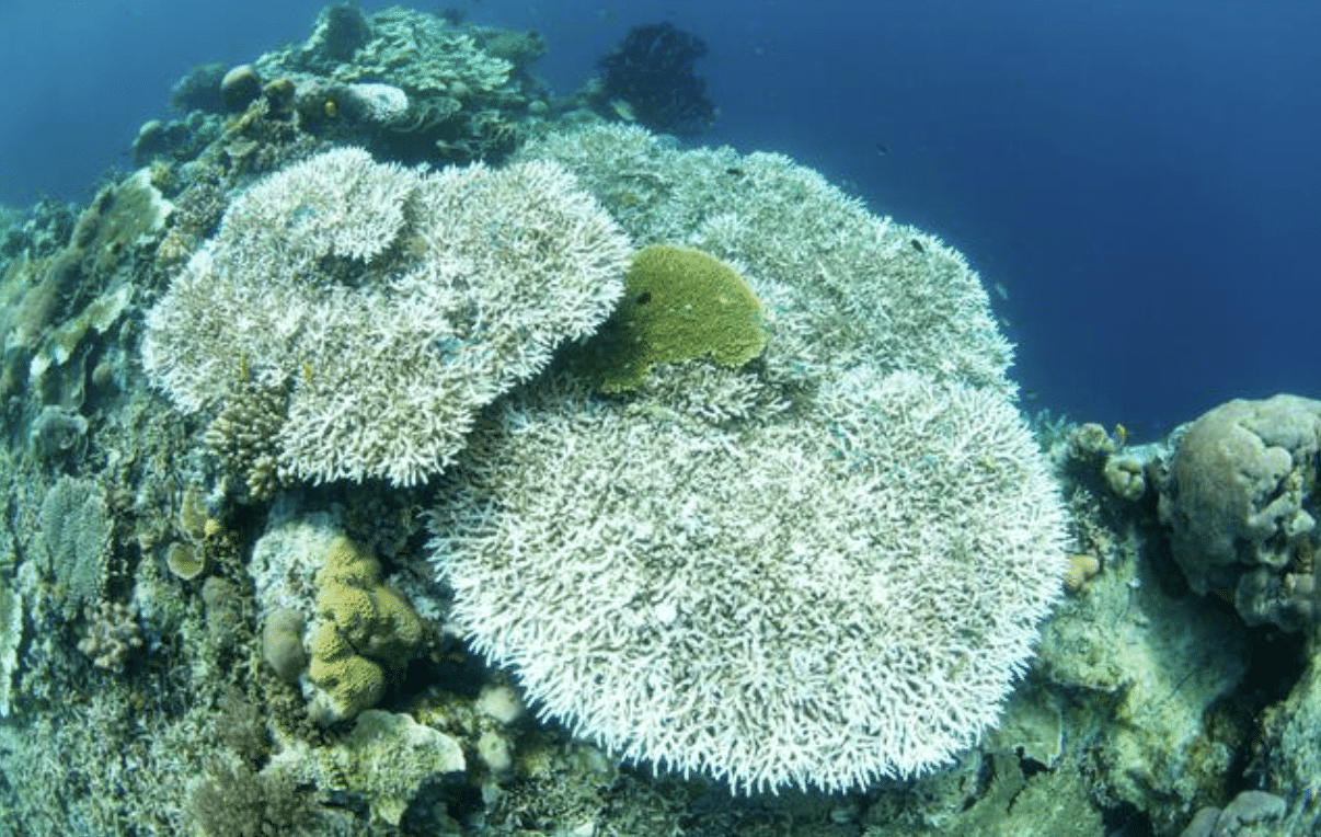 Large sections of white, bleached coral dominate a reef underwater, surrounded by some patches of healthier, coloured coral and blue ocean water in the background.