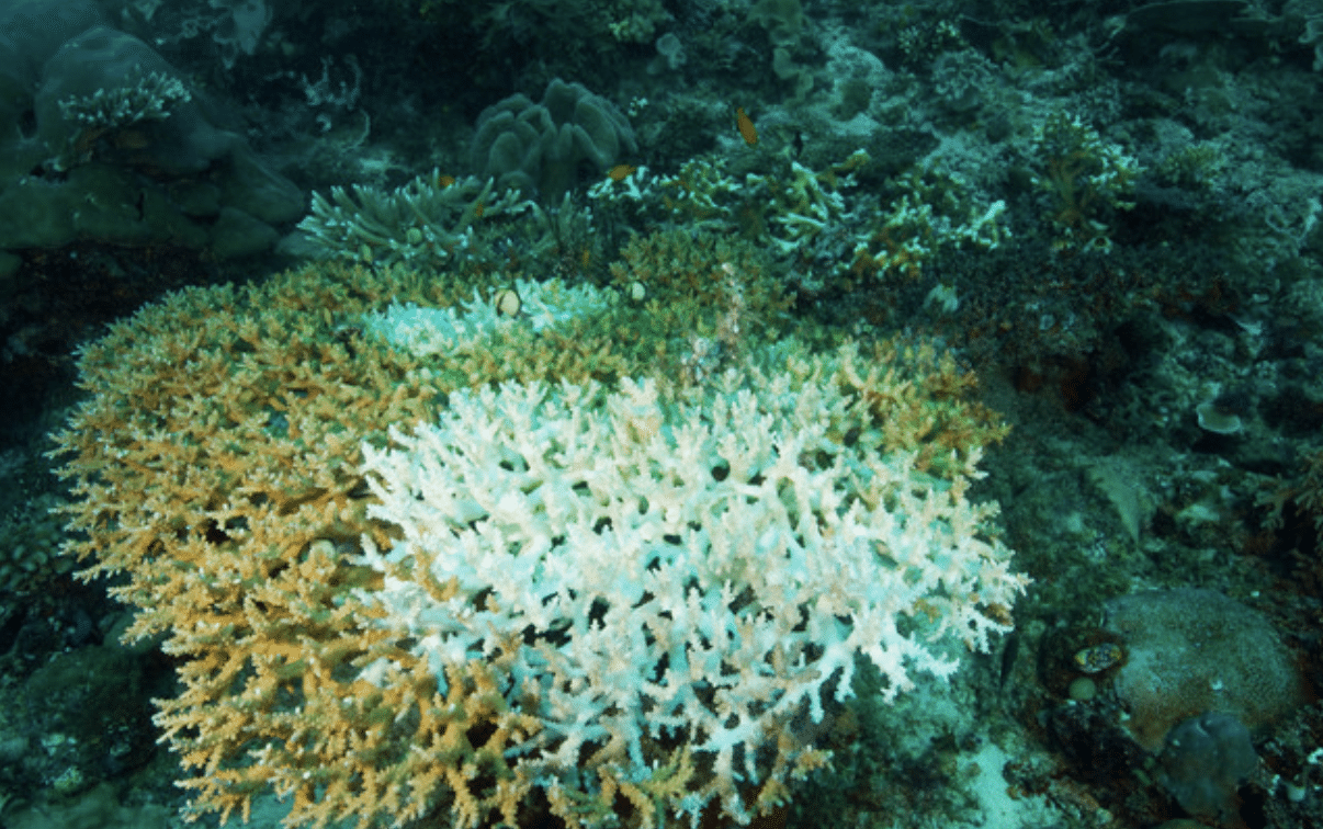 A patch of coral reef underwater shows significant bleaching, with parts of the coral turned white, surrounded by some healthier, coloured coral and marine life.