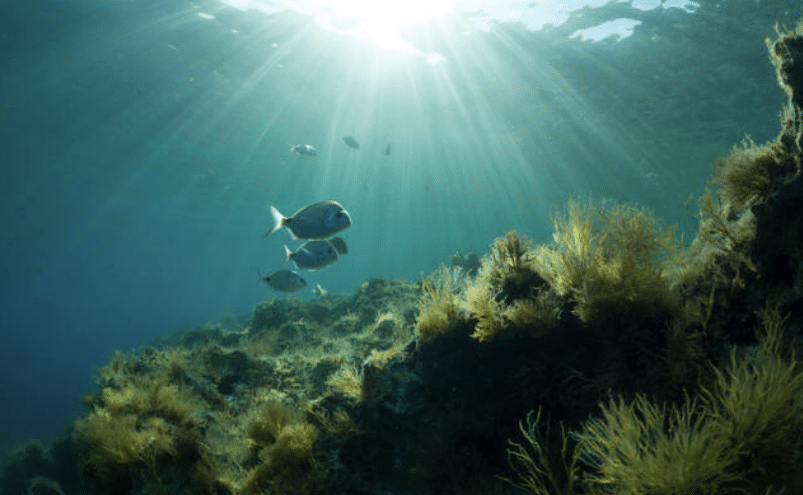 Screenshot 2026-04-07 144504 - N9BO℠ | Global Underwater Services Ltd Sunlight streams through clear blue water, illuminating a small shoal of fish swimming near a rocky, seaweed-covered seabed in an underwater scene.