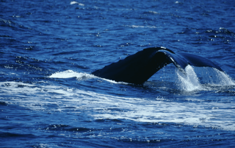 A whale's tail fin rises above the surface of the deep blue ocean, surrounded by splashing water and gentle waves on a sunny day.