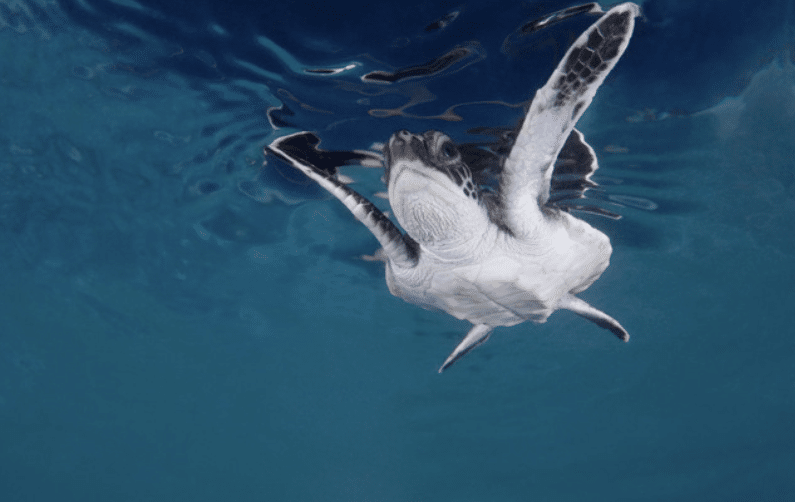 Screenshot 2026-04-07 150344 - N9BO℠ | Global Underwater Services Ltd A sea turtle swims just below the water’s surface, with its flippers outstretched and its reflection visible above in the clear blue water.