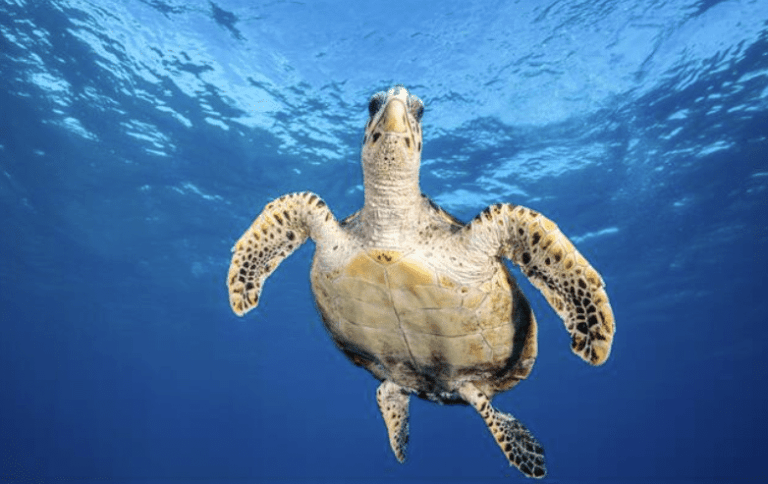 A sea turtle swims underwater, viewed from below against a clear blue ocean background, with its flippers extended and its patterned shell and scales visible.