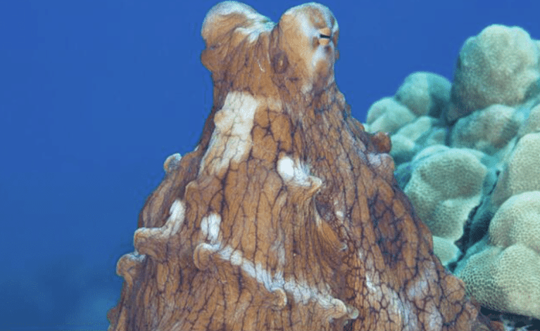 A brown octopus with textured skin and white patches blends with coral in the ocean, its head and arms visible against a blue water background.