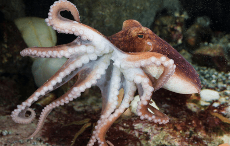 Screenshot 2026-04-07 151255 - N9BO℠ | Global Underwater Services Ltd An octopus with reddish-brown and white colouring spreads its eight arms whilst resting on the rocky sea floor underwater. Its suckers and textured skin are clearly visible.