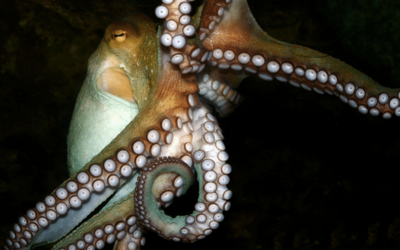 Screenshot 2026-04-07 151306 - N9BO℠ | Global Underwater Services Ltd A close-up of an octopus underwater, showing its curled tentacles with white suckers and textured skin. The background is dark, highlighting the octopus’s details.