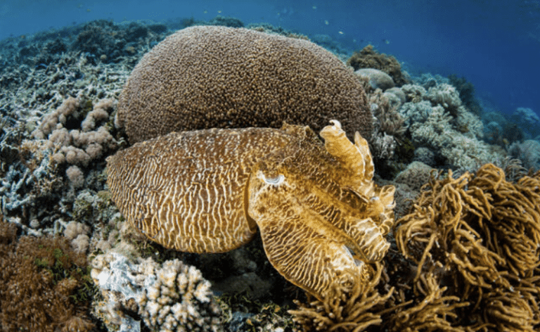 A large cuttlefish with brown and cream markings rests on a vibrant coral reef, surrounded by various corals and marine life under clear blue water.