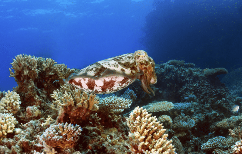 Screenshot 2026-04-07 152059 - N9BO℠ | Global Underwater Services Ltd A camouflaged cuttlefish swims among colourful coral reefs underwater, blending in with the surrounding marine environment. Blue sea water fills the background.