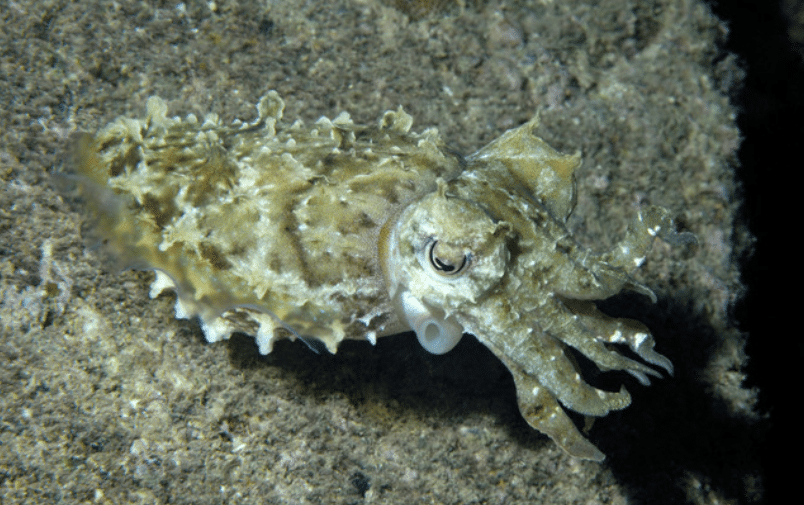 Screenshot 2026-04-07 152110 - N9BO℠ | Global Underwater Services Ltd A camouflaged cuttlefish with textured, mottled brown and tan skin rests on a rocky underwater surface, blending in with its surroundings.