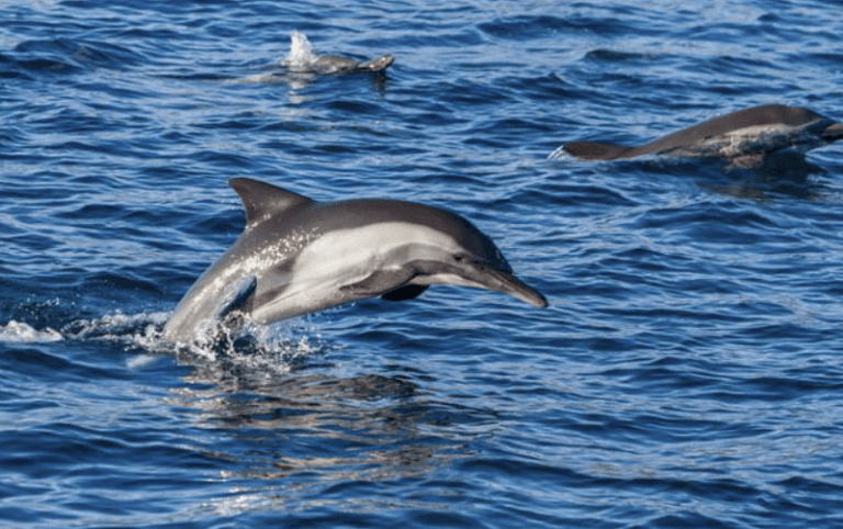 A dolphin leaps out of the blue ocean water, with two more dolphins partially visible swimming nearby. The sunlight reflects off the dolphin’s shiny body and the rippling surface of the sea.