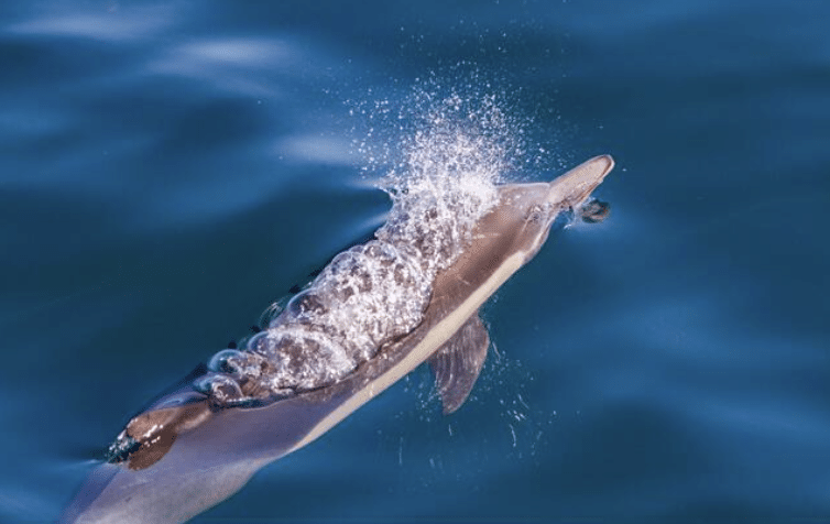 A dolphin swims near the surface of deep blue water, exhaling a burst of bubbles from its blowhole, creating a sparkling effect above its head.