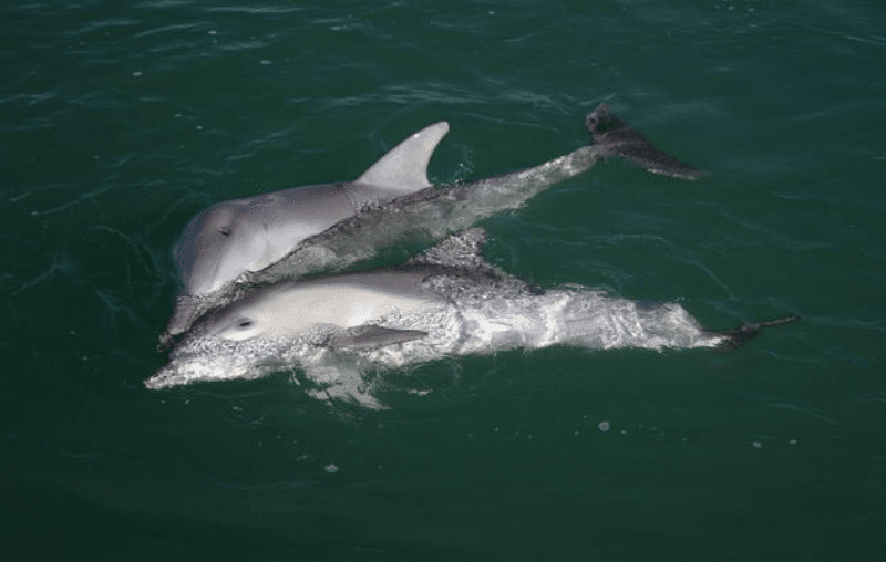 Two dolphins swimming side by side near the water's surface, with one dolphin partially submerged and the other more fully visible, in clear greenish water.
