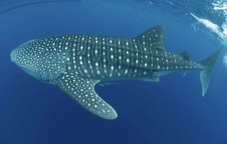 A large whale shark with white spots swims gracefully in clear blue ocean water, viewed from the side near the surface.