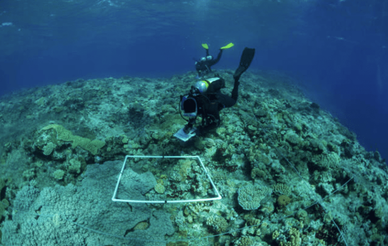 A scuba diver surveys a coral reef underwater, holding a clipboard and inspecting a square frame placed on the reef to study marine life and coral health.