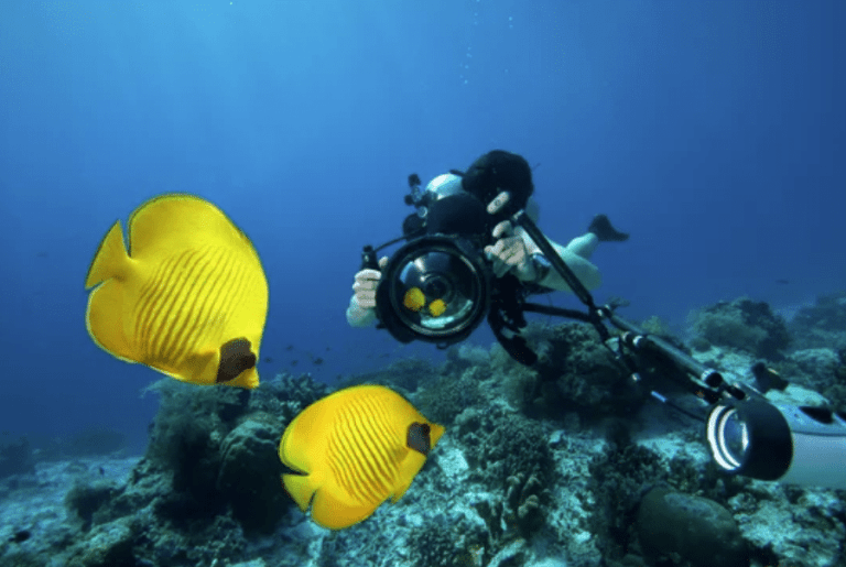 A scuba diver underwater takes a close-up photo of two bright yellow fish near a coral reef, with clear blue water in the background.