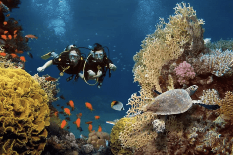 Two scuba divers swim underwater near colourful coral reefs, surrounded by orange fish. A sea turtle is perched on the coral in the foreground, with clear blue water in the background.