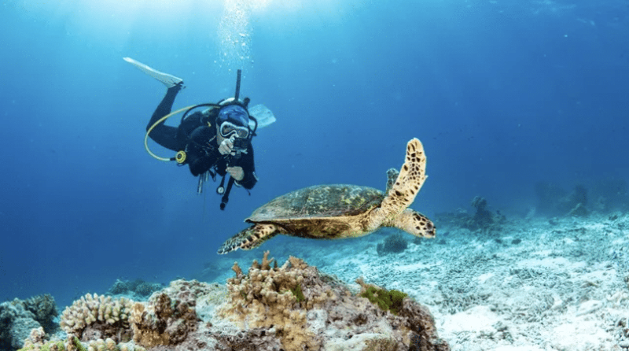 A scuba diver swims underwater near a sea turtle above a coral reef, with sunlight streaming down through the clear blue water.