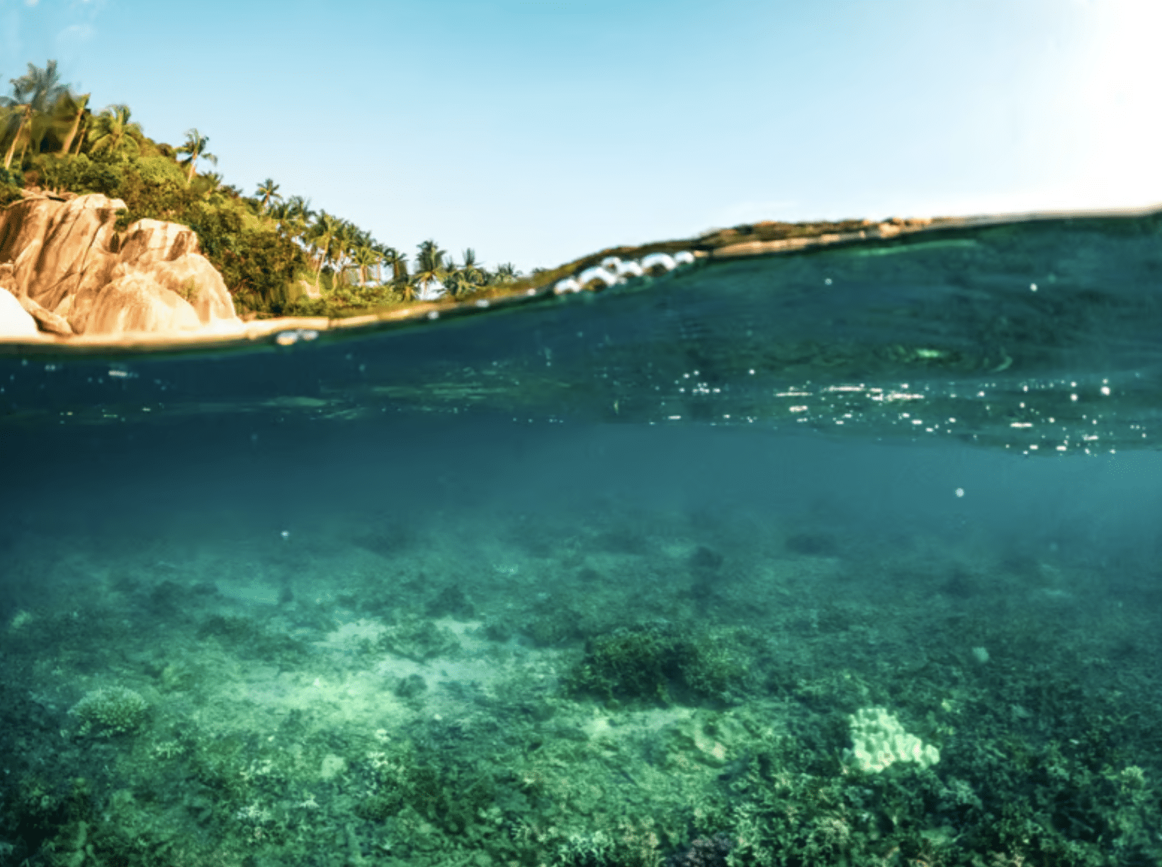 Screenshot 2026-05-25 at 010631 - N9BO℠ | Global Underwater Services Ltd A split view of a tropical shoreline showing clear turquoise water with coral beneath the surface and a sunny, palm-lined beach with rocks and greenery in the background.
