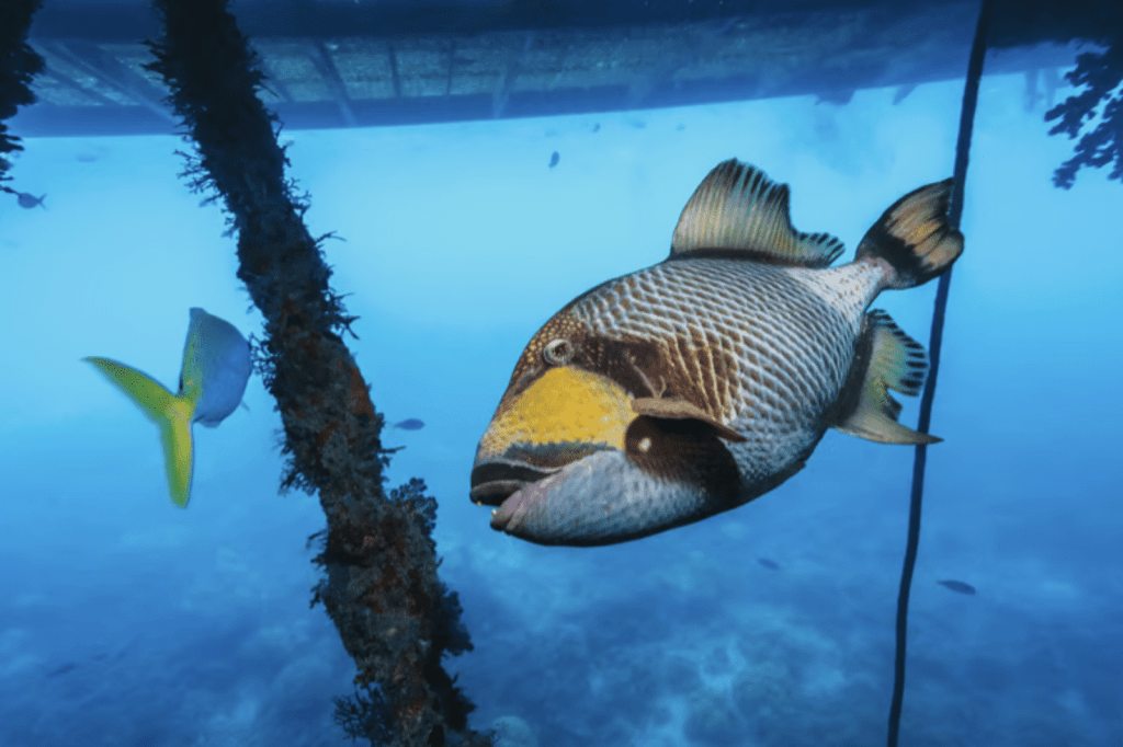 Screenshot 2026-05-25 at 010648 - N9BO℠ | Global Underwater Services Ltd A close-up of a large triggerfish swimming near a rope and underwater structure, with a yellow-tailed fish in the background and a blue ocean backdrop.