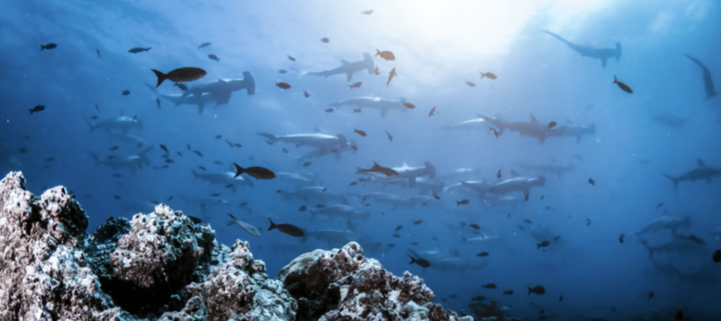 Screenshot 2026-05-25 at 010701 - N9BO℠ | Global Underwater Services Ltd A large shoal of hammerhead sharks and various smaller fish swim near a coral reef in clear blue ocean water, with sunlight streaming down from the surface above.