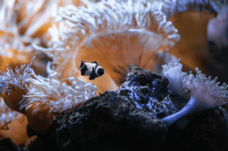 A black and white clownfish swims near colourful sea anemones and rocks in an aquarium, illuminated by blue and orange light.