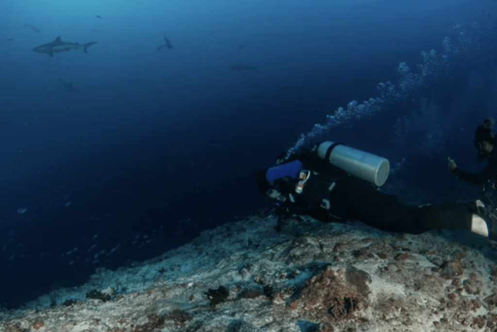 Two scuba divers swim near a rocky seabed while several sharks swim in the distance, surrounded by deep blue water and rising bubbles.