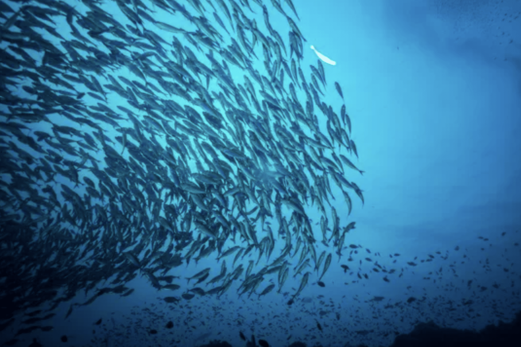A large shoal of fish swims together in clear blue ocean water, creating swirling patterns. Sunlight filters down from above, illuminating the scene.