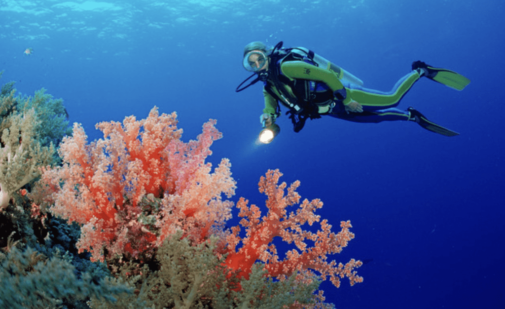 A scuba diver in a wetsuit and goggles swims underwater, shining a torch at vibrant red and pink coral formations surrounded by deep blue water.