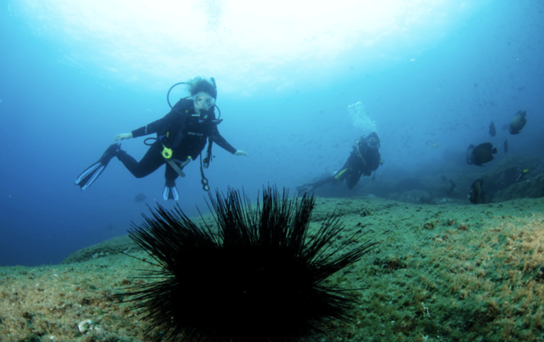 Two scuba divers swim underwater near the seabed, with a large, spiky sea urchin in the foreground and various fish in the background. Sunlight filters down from the surface above.
